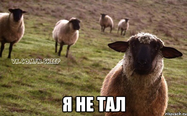  Я не тал, Мем  Наивная Овца