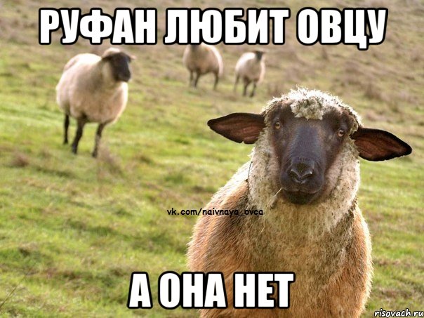 Руфан любит овцу А она нет, Мем  Наивная Овца