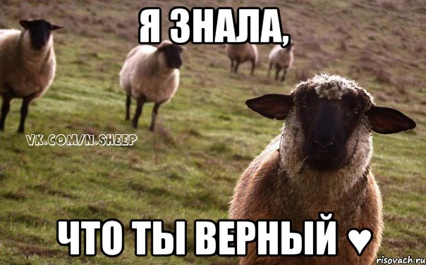 я знала, что ты верный ♥, Мем  Наивная Овца