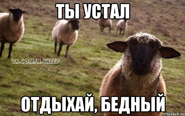 ты устал отдыхай, бедный, Мем  Наивная Овца