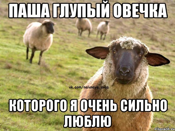 Паша глупый овечка Которого я очень сильно люблю, Мем  Наивная Овца