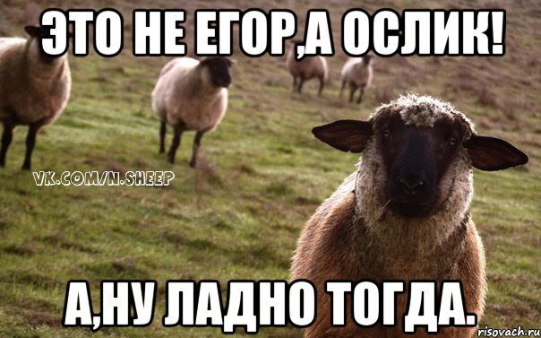 Это не Егор,а Ослик! А,ну ладно тогда., Мем  Наивная Овца