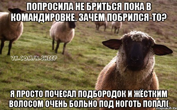 Попросила не бриться пока в командировке. Зачем побрился-то? Я просто почесал подбородок и жёстким волосом очень больно под ноготь попал(, Мем  Наивная Овца