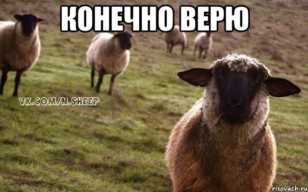 Конечно верю , Мем  Наивная Овца