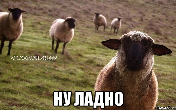  НУ ЛАДНО, Мем  Наивная Овца