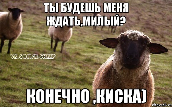 ты будешь меня ждать,милый? конечно ,киска), Мем  Наивная Овца