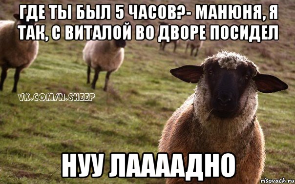 Где ты был 5 часов?- Манюня, я так, с Виталой во дворе посидел нуу лаааадно, Мем  Наивная Овца