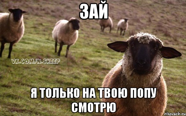 Зай Я только на твою попу смотрю, Мем  Наивная Овца