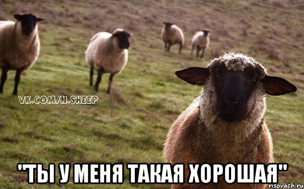  "ты у меня такая хорошая", Мем  Наивная Овца