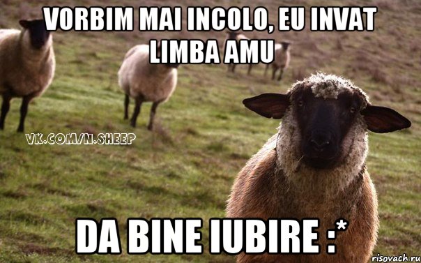 VORBIM MAI INCOLO, EU INVAT LIMBA AMU DA BINE IUBIRE :*, Мем  Наивная Овца