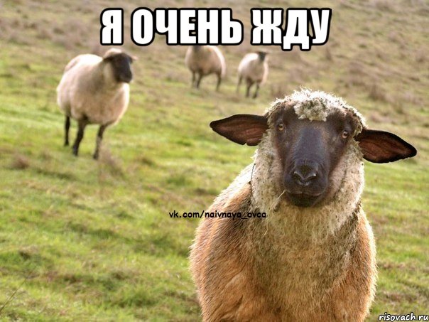 я очень жду , Мем  Наивная Овца