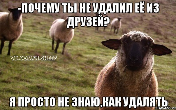 -Почему ты не удалил её из друзей? Я просто не знаю,как удалять, Мем  Наивная Овца