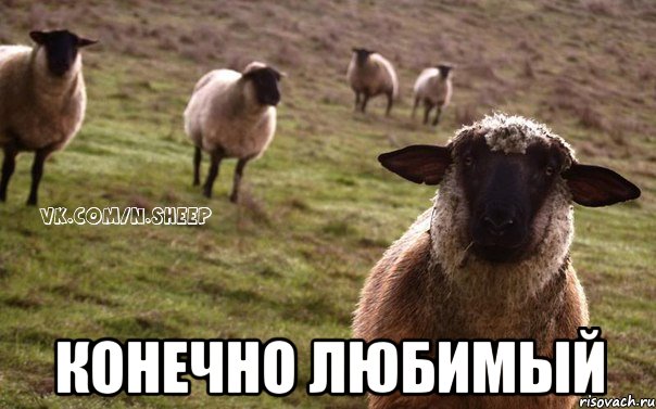  Конечно любимый, Мем  Наивная Овца
