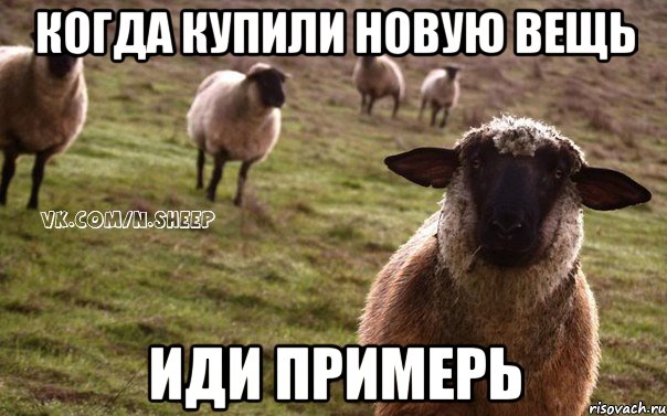 Когда купили новую вещь Иди примерь, Мем  Наивная Овца