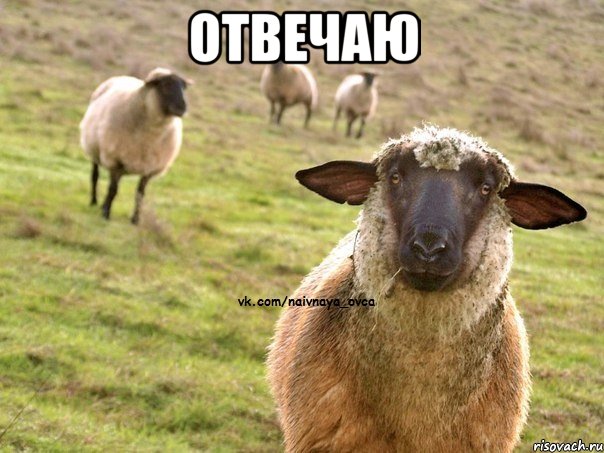 ОТВЕЧАЮ , Мем  Наивная Овца
