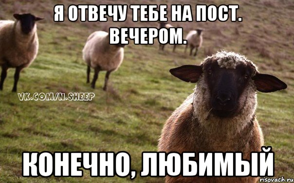 Я отвечу тебе на пост. Вечером. Конечно, любимый, Мем  Наивная Овца