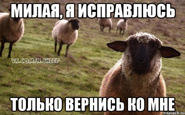милая, я исправлюсь только вернись ко мне, Мем  Наивная Овца