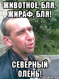 Животное, бля, жираф, бля! Северный олень!