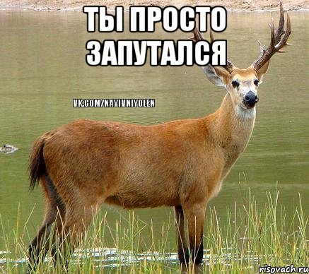 Ты просто запутался , Мем Олень