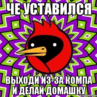 че уставился выходи из-за компа и делай домашку, Мем Омская птица