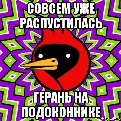 совсем уже распустилась герань на подоконнике, Мем Омская птица