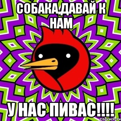 СОБАКА,давай к нам У нас пивас!!!!, Мем Омская птица