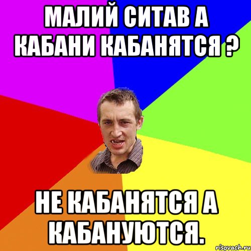 Малий ситав а кабани кабанятся ? Не кабанятся а кабануются., Мем Чоткий паца