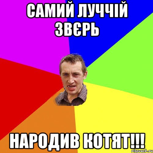 Самий луччій звєрь Народив котят!!!, Мем Чоткий паца