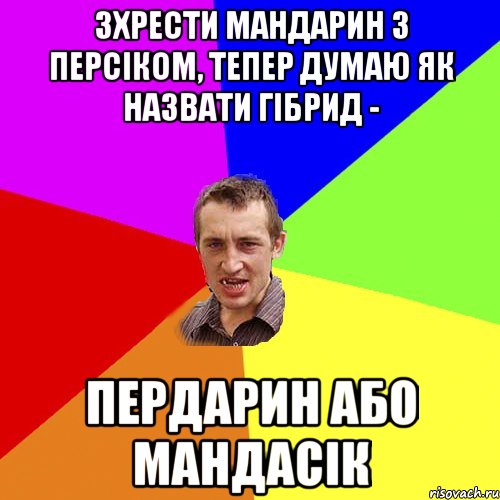 зхрести мандарин з персіком, тепер думаю як назвати гібрид - пердарин або мандасік, Мем Чоткий паца