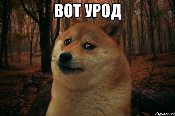 Вот урод , Мем SAD DOGE