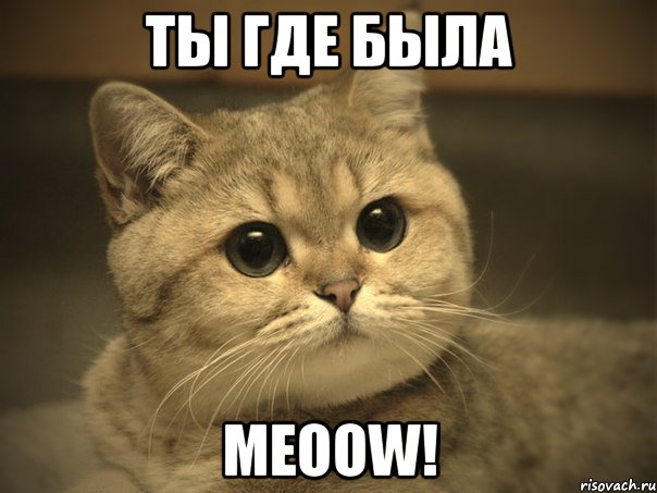 Ты где была Meoow!, Мем Пидрила ебаная котик