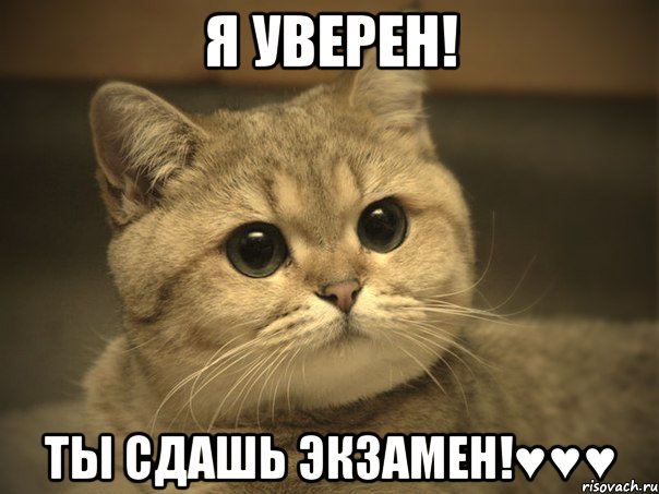 Я уверен! Ты сдашь экзамен!♥♥♥, Мем Пидрила ебаная котик