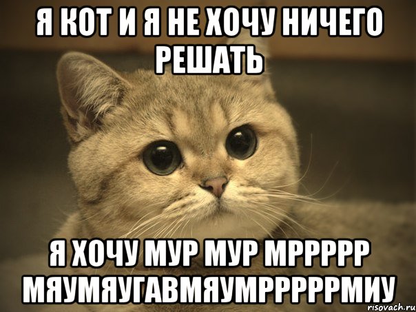 я кот и я не хочу ничего решать я хочу МУР МУР МРРРРР МЯУМЯугавмяумрррррмиу, Мем Пидрила ебаная котик