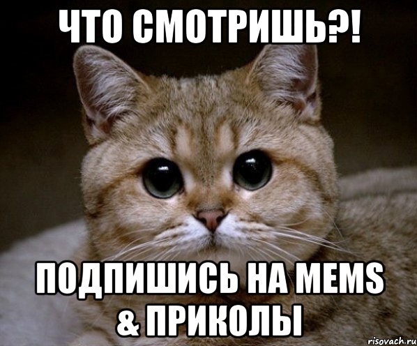 Что смотришь?! Подпишись на Mems & Приколы, Мем Пидрила Ебаная