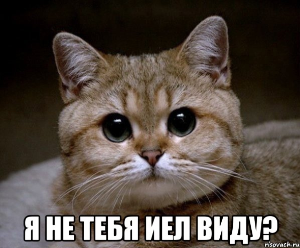  Я не тебя иел виду?, Мем Пидрила Ебаная