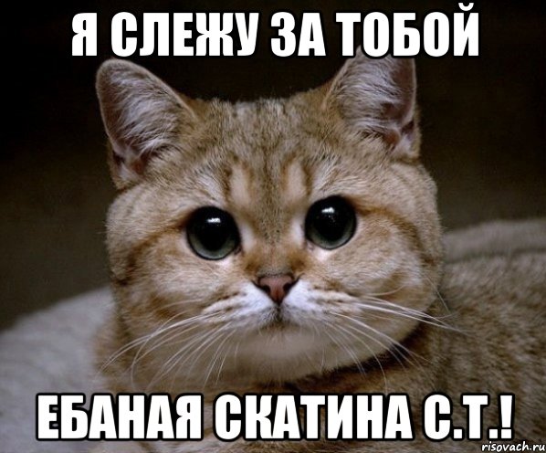 Я слежу за тобой ебаная скатина с.т.!, Мем Пидрила Ебаная