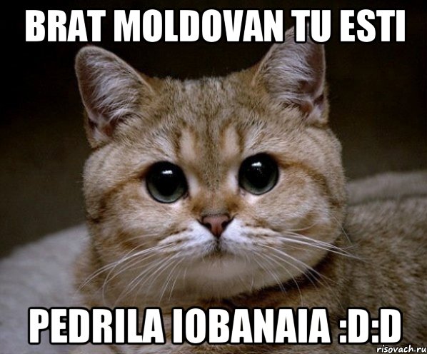 Brat Moldovan tu esti PEDRILA IOBANAIA :D:D, Мем Пидрила Ебаная