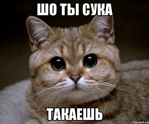 шо ты сука такаешь, Мем Пидрила Ебаная