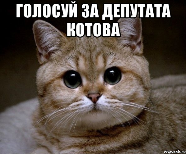 ГОЛОСУЙ ЗА ДЕПУТАТА КОТОВА , Мем Пидрила Ебаная