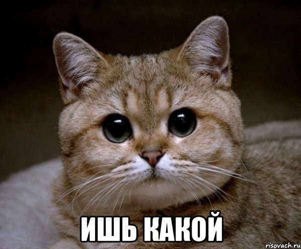  ИШЬ КАКОЙ, Мем Пидрила Ебаная