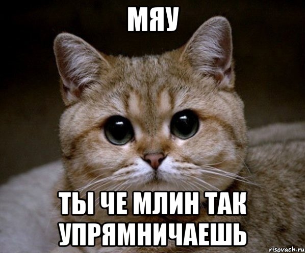 Мяу Ты че млин так упрямничаешь, Мем Пидрила Ебаная