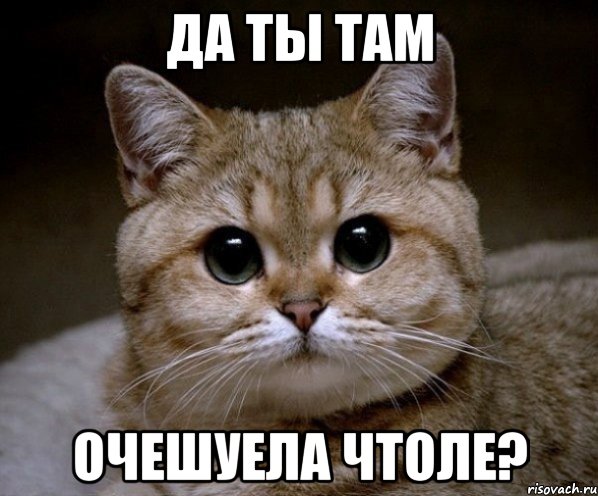 да ты там очешуела чтоле?