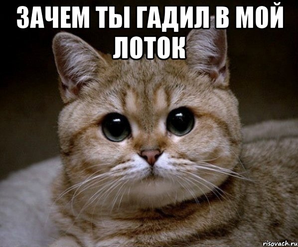 Зачем ты гадил в мой лоток , Мем Пидрила Ебаная