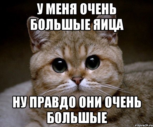 у меня очень большые яица ну правдо они очень большые, Мем Пидрила Ебаная