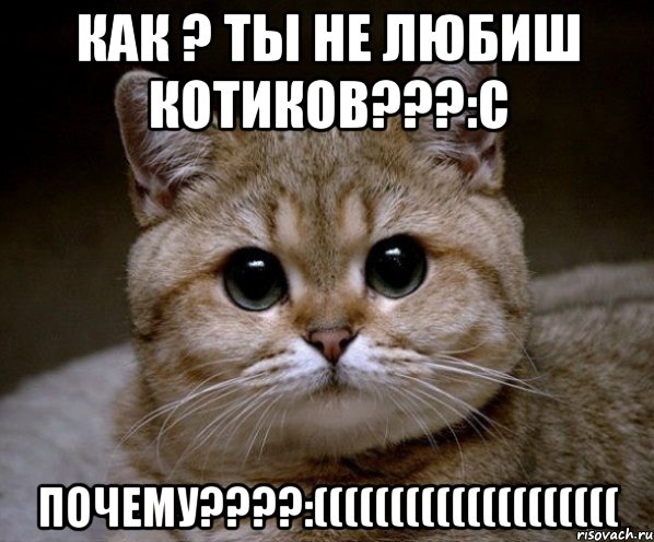 КАК ? ТЫ НЕ ЛЮБИШ КОТИКОВ???:С ПОЧЕМУ????:((((((((((((((((((((, Мем Пидрила Ебаная
