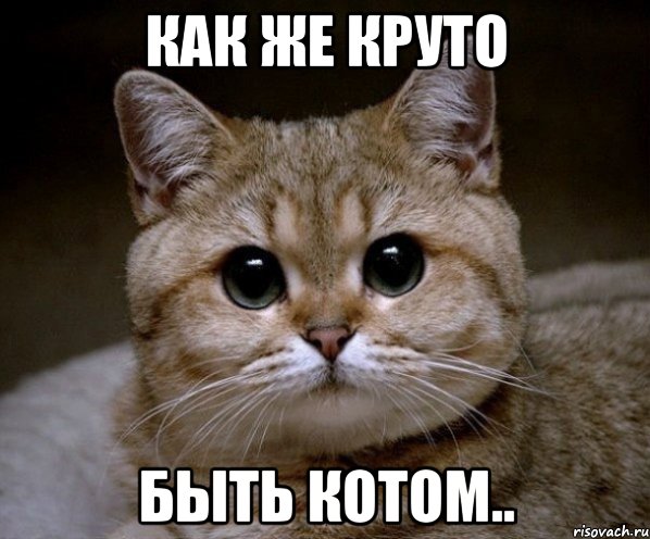 как же круто быть котом.., Мем Пидрила Ебаная