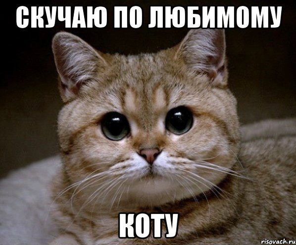 Скучаю по любимому коту