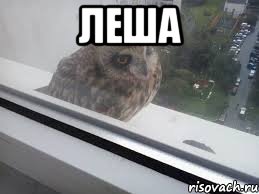 леша 