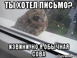 Ты хотел письмо? Извини, но я обычная сова