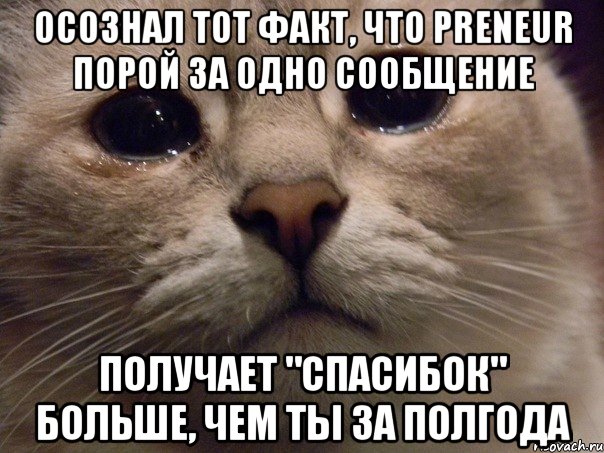 Осознал тот факт, что Preneur порой за одно сообщение получает "спасибок" больше, чем ты за полгода, Мем   В мире грустит один котик